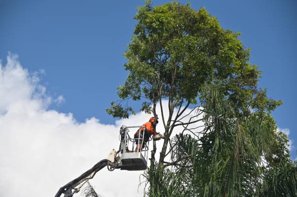 Best Arborist Consultation Services  in Medical Lake, WA